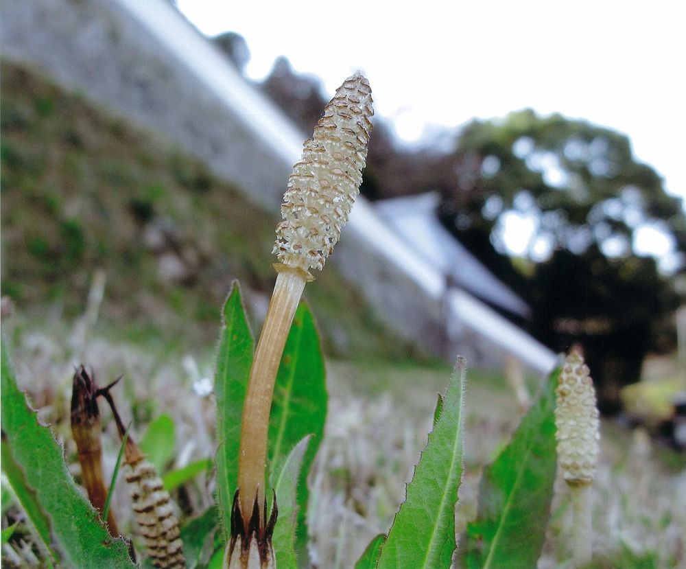 eyecatch.data?.attributes?.title